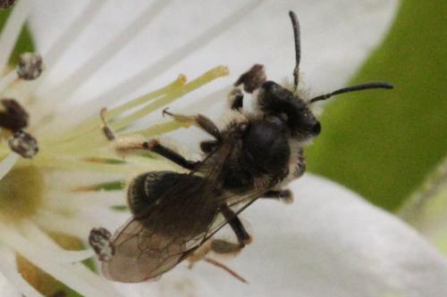 Réf. 336 891 : Andrena sp.